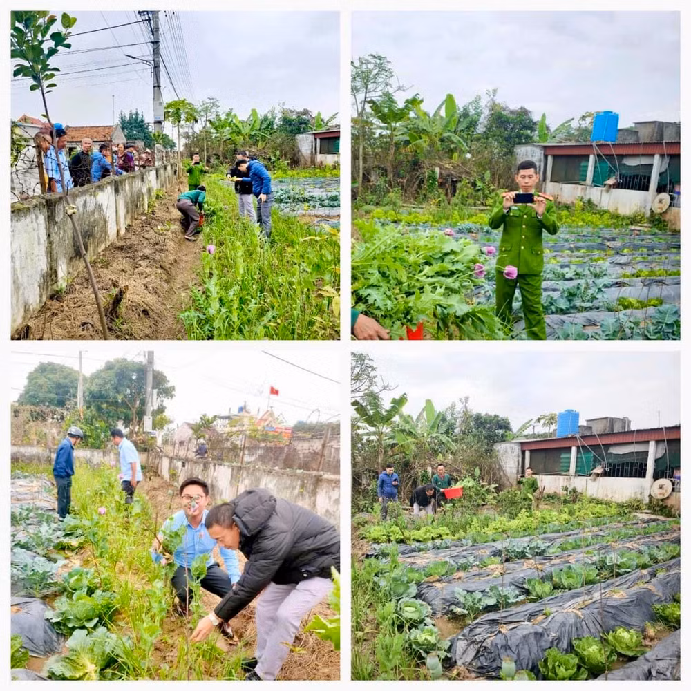 Lực lượng Công an kiểm tra vườn rau có gần 300 cây anh túc. (Ảnh do Công an huyện Giao Thủy - Nam Định cung cấp)