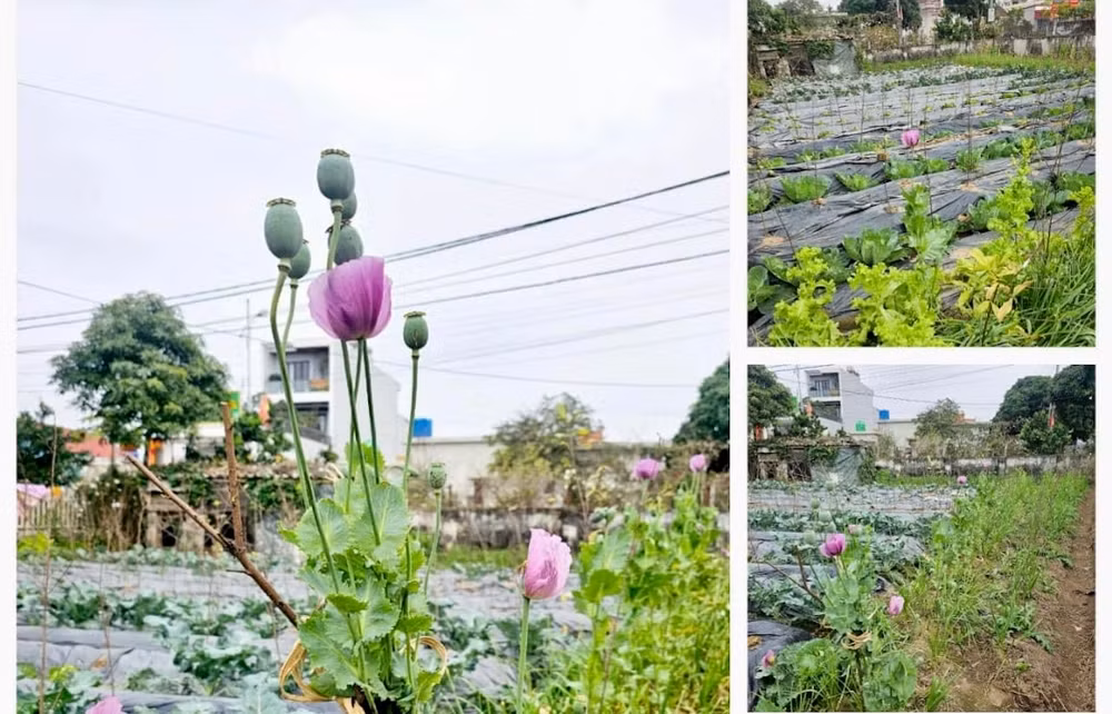 Cây anh túc trong vườn rau nhà ông Nguyễn Xuân Hữu ở xóm 8, xã Giao Yến, huyện Giao Thủy (Nam Định). (Ảnh do Công an huyện Giao Thủy cung cấp)