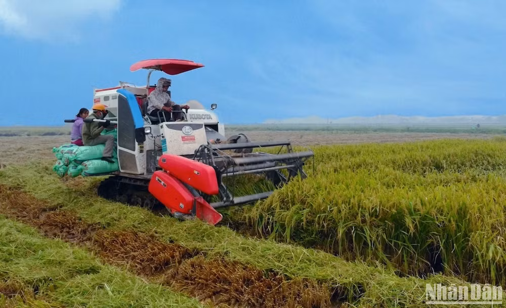 Thu hoạch lúa bằng máy trên cánh đồng xã Trực Chính, huyện Trực Ninh (Nam Định).