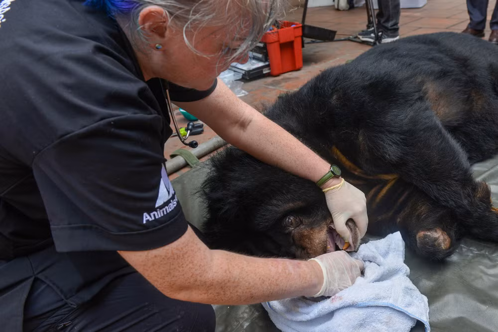 Ảnh: Thế Đại.