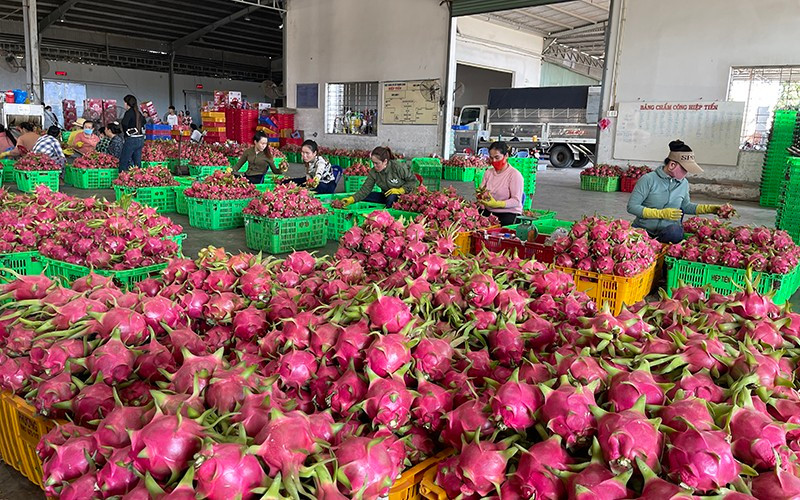 Thanh long giảm phát thải bán được giá cao, xuất khẩu qua nhiều thị trường khó tính. 