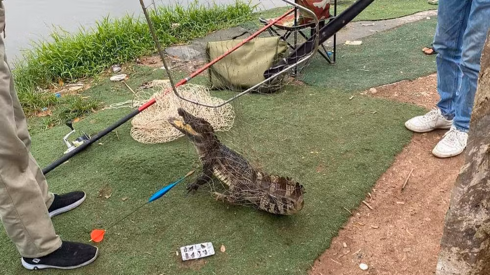 Cá thể cá sấu được người đi câu bắt được sáng 21/4 tại Linh Đường, Hà Nội.