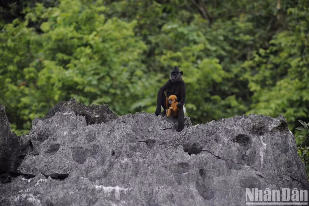 Bảo tồn thiên nhiên là chìa khóa cho phát triển kinh tế xanh bền vững. (Ảnh: CCD)
