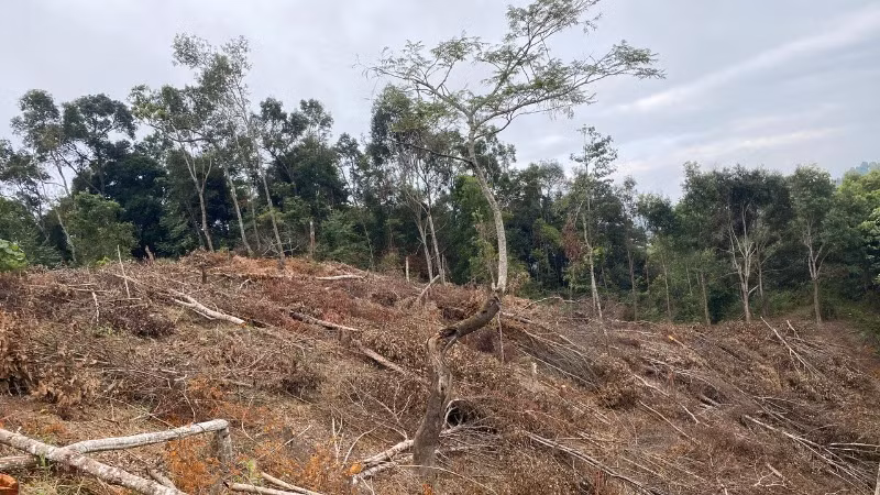 Hiện trạng một vụ phá rừng tại xã Háng Lìa, huyện Điện Biên Đông mới được lực lượng kiểm lâm phát hiện, xử lý.
