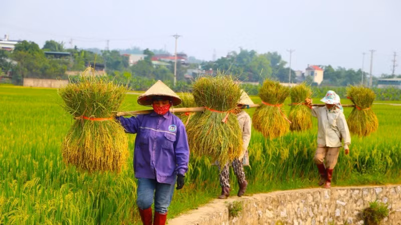 Trên cánh đồng mẫu lớn ở lòng chảo Mường Thanh, người nông dân vui gánh thóc về.