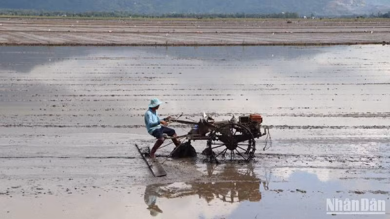 Việc buôn bán phân bón giả hay kém chất lượng ảnh hưởng đến nhà nông.