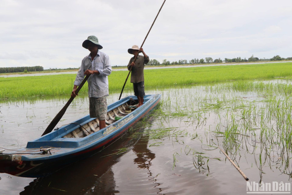 Nông dân xã Vĩnh Phước kiểm tra lúa mùa
