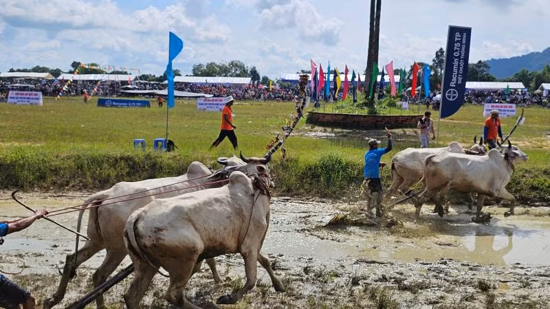 Đôi bò bên trái phạm luật khi tạt khỏi sân đua