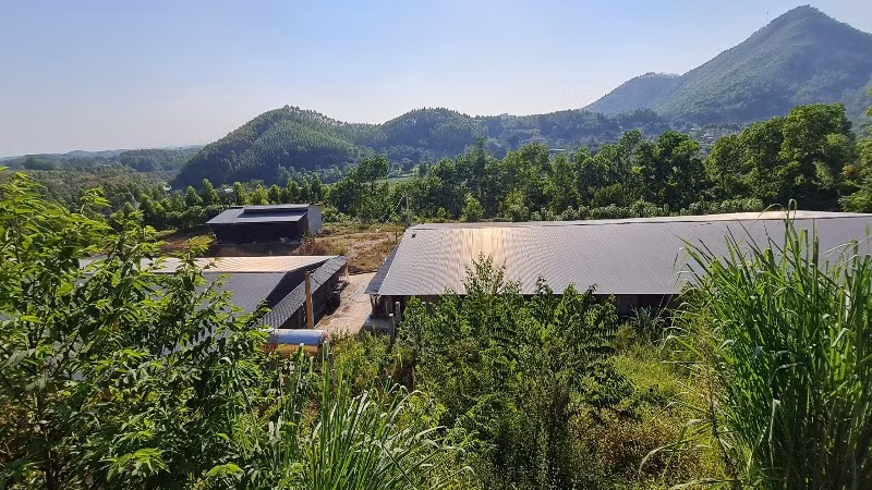 Trang trại chăn nuôi của nằm sâu trong rừng sản xuất tại xã Lãng Công.