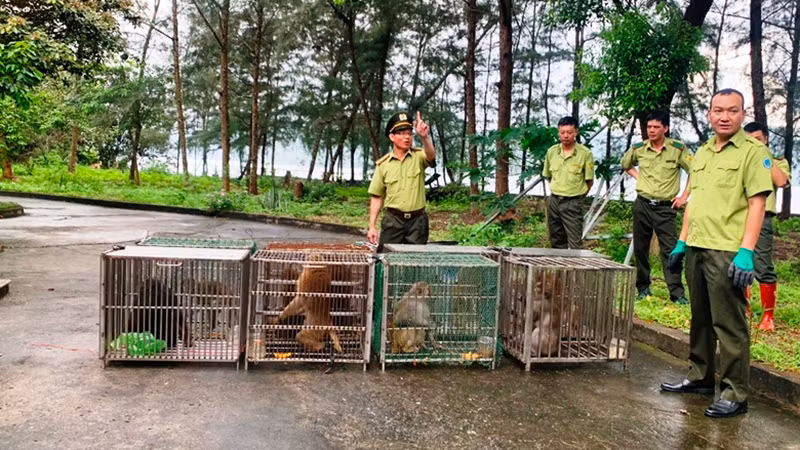 Thả 10 cá thể khỉ được cứu hộ ở Sa Pa-Lào Cai về Vườn quốc gia Bái Tử Long, tỉnh Quảng Ninh. (Ảnh: VĂN TÚ)