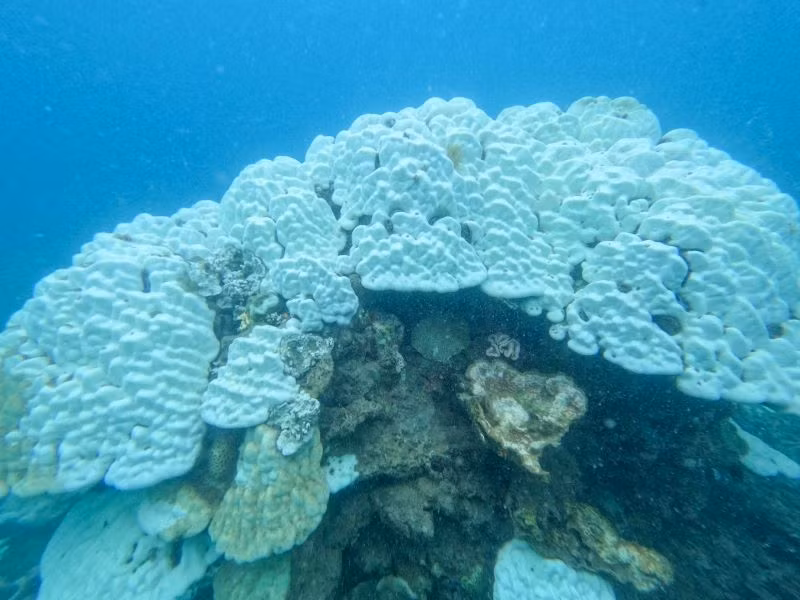 San hô bị tẩy trắng và chết do hiện tượng El Nino ( Ảnh: Ban Quản lý Vườn quốc gia Côn Đảo).