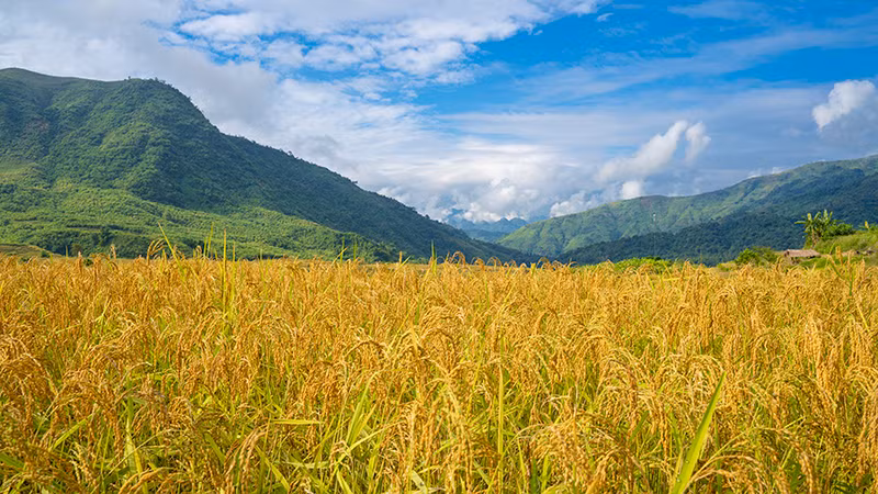 (Ảnh: nhandan.vn).