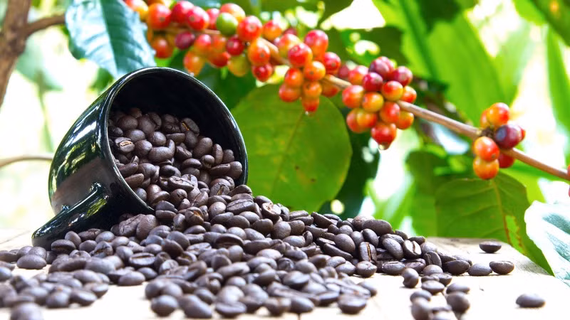 Giá cà-phê tiếp tục tăng trong bối cảnh nguồn cung sụt giảm tại Việt Nam và Brazil