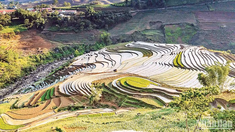 Ruộng bậc thang mùa đổ ải ở Lào Cai. (Ảnh: Hùng Trần)