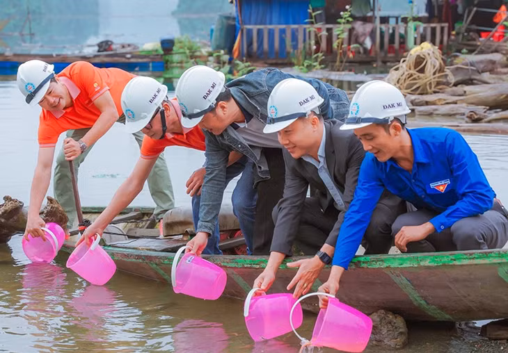 Thả cá giống xuống hồ chứa nước Thủy điện Đak Mi 4