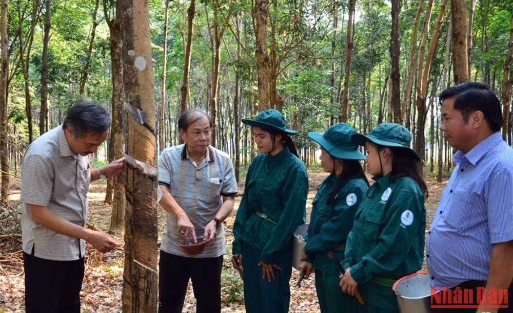 Cao su là một trong những mặt hàng xuất khẩu chính của Lào trong tháng 7/2022.