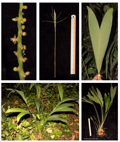 Loài gừng có rễ giống mùi quả xoài được phát hiện ở Việt Nam.