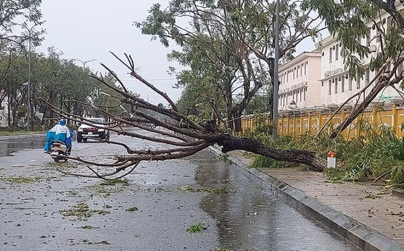 Cây cối trên đường Trần Phú (thành phố Tam Kỳ) bị ngã đổ.