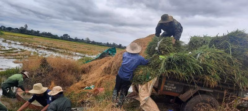 Lúa được đưa lên xe để chở về nhà chạy bão.