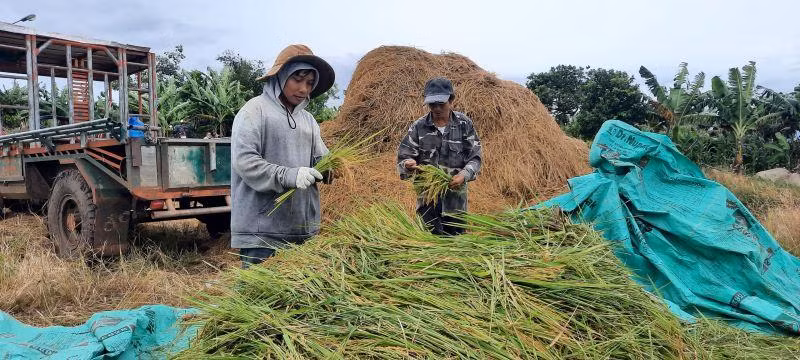 Mặc dù lúa chưa đến thời điểm gặt nhưng người nông dân xã Ea Kly vẫn quyết định gặt lúa chạy lũ để bảo vệ thành quả lao động của mình.