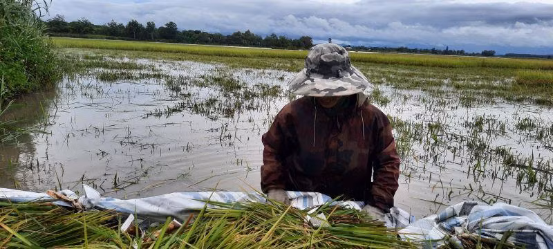 Một người nông dân buồn bã vì phải gặt lúa chạy bão Noru, cơn bão được đánh giá là mạnh nhất trong vòng 20 năm qua.