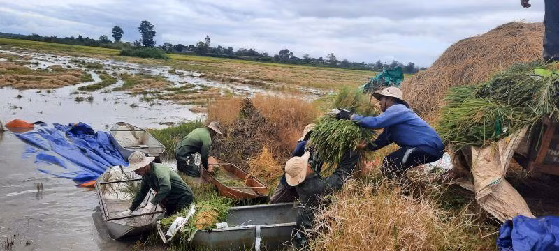 Người nông dân xã Ea Kly chuyền lúa lên bờ để chở về nhà chạy bão.