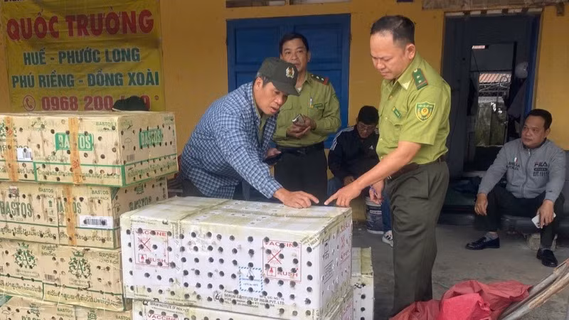 Kiểm lâm thành phố Huế từng phát hiện, thả về thiên nhiên hơn 1.000 con chim chào mào được cất giấu tại bến xe phía bắc.