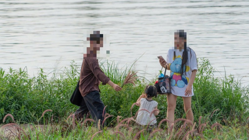 Nhiều khóm cỏ lau tím bị bẻ gãy, giẫm nát do sự thiếu ý thức của một số người.