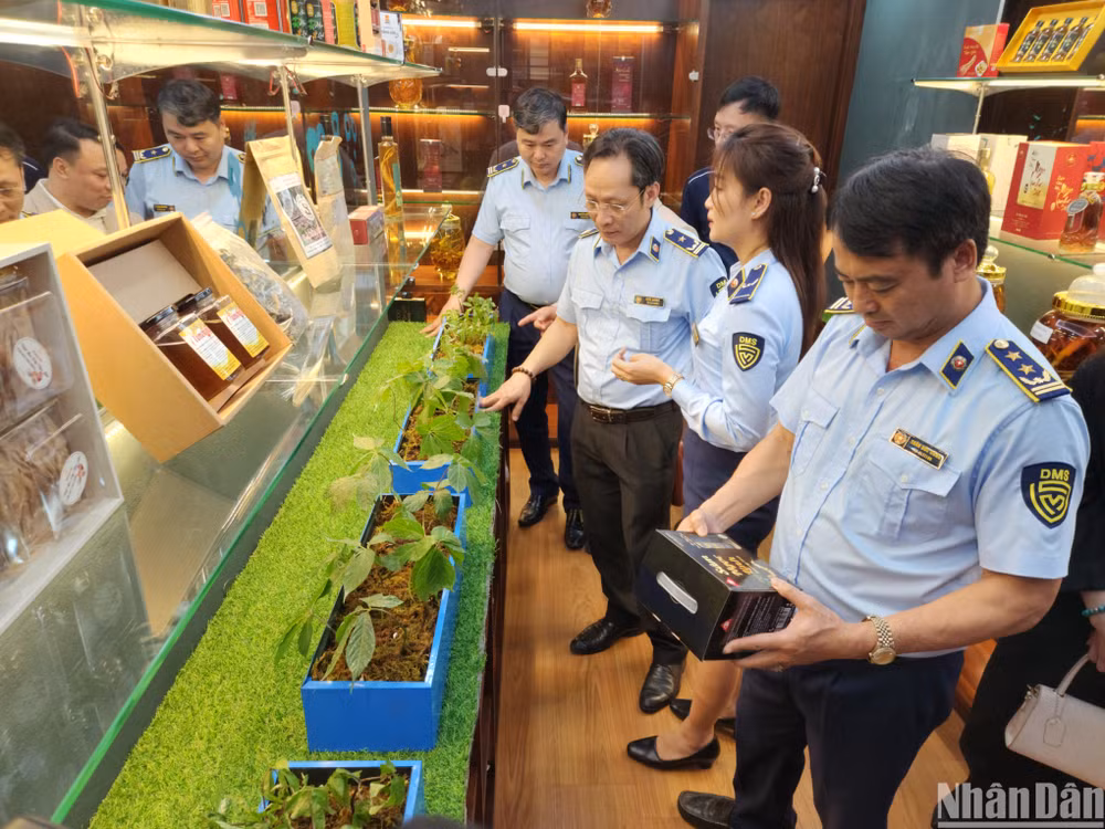 Thông qua mở cửa phòng trưng bày các sản phẩm sâm Ngọc Linh sẽ giúp người tiêu dùng nâng cao nhận diện trong việc chọn mua các sản phẩm từ sâm Ngọc Linh.