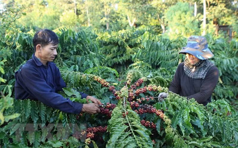 Lực bán được thúc đẩy khiến giá dầu thô, cà-phê quay đầu giảm