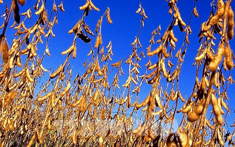 Chỉ số MXV-Index chấm dứt chuỗi tăng ba phiên liên tiếp