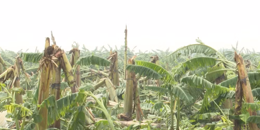 Nhiều diện tích hoa màu, cây ăn quả của người dân huyện Lâm Thao bị gãy đổ do mưa bão.