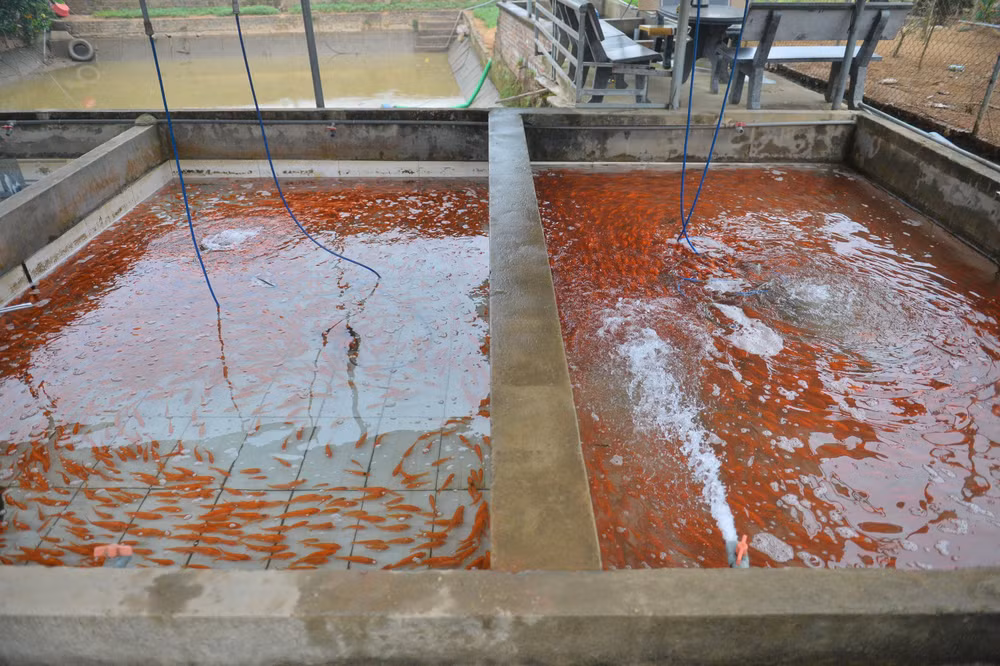 Trước khi bán cho các thương lái, cá chép được đánh bắt từ ao chuyển sang bể nước trong để quen với môi trường mới. Trước khi bán cho các thương lái, cá chép được đánh bắt từ ao chuyển sang bể nước trong để quen với môi trường mới.