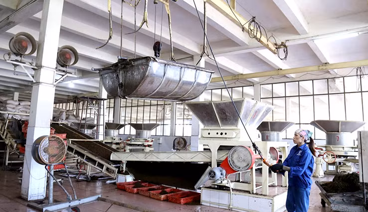 Nối tiếp truyền thống vẻ vang, Nhà máy chè Thanh Niên, xã Minh Đài ngày càng phát triển khẳng định dấu ấn của Khu kinh tế thanh niên.