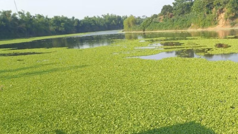 Sông Lục Nam bị bèo và nước đen bốc mùi hôi thối đoạn xã Phượng Sơn, Lục Ngạn, Bắc Giang.