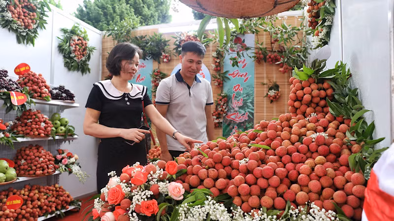 Gian trưng bày vải thiều chính vụ tại sự kiện.
