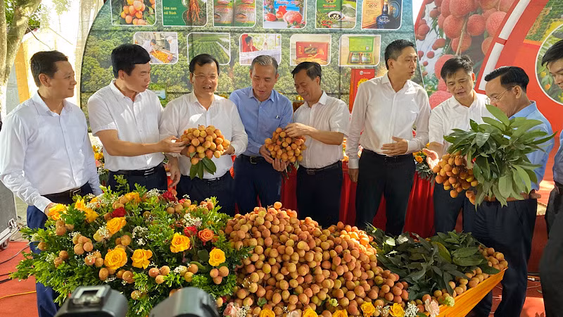 Đại biểu dự hội nghị tham quan gian trưng bày vải thiều chín sớm.