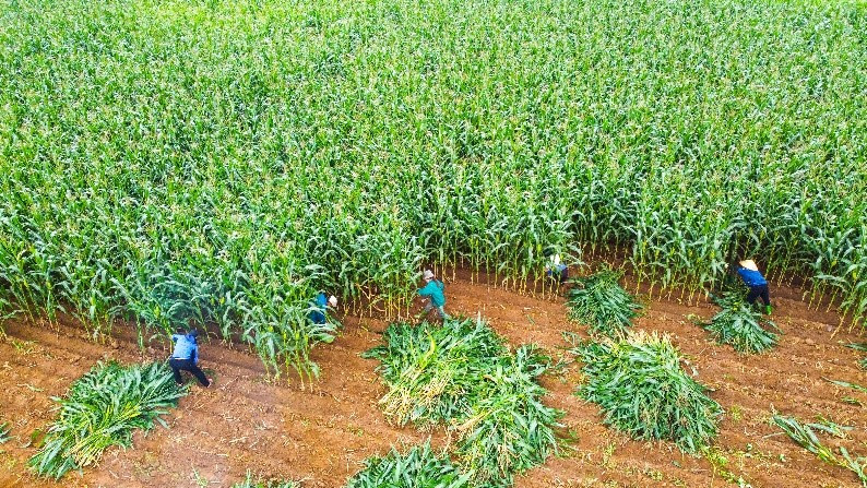 Chung quanh trang trại Vinamilk đã xuất hiện nhiều cánh đồng ngô (bắp) tiền tỷ của bà con nông dân. Chung quanh trang trại Vinamilk đã xuất hiện nhiều cánh đồng ngô (bắp) tiền tỷ của bà con nông dân.