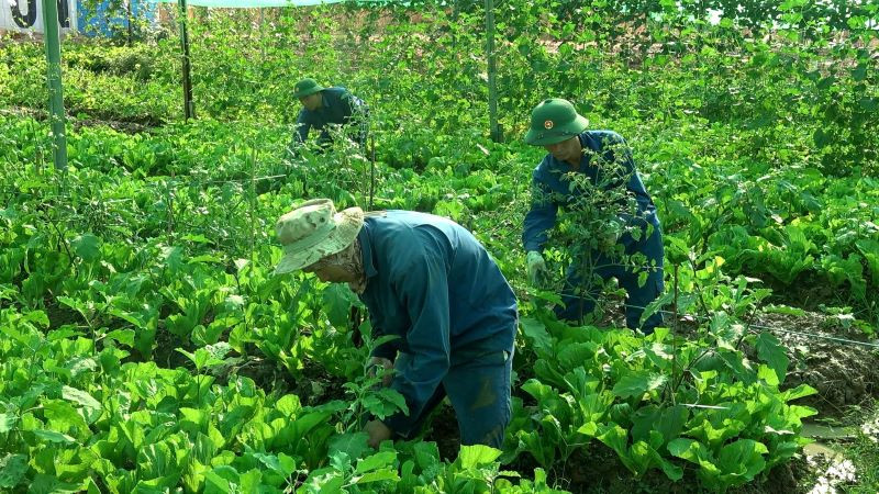 Cán bộ, nhân viên Đội Công binh số 3 sáng tạo làm nên những vườn rau xanh tốt giữa lòng chảo khô cằn châu Phi. Ảnh: Đội Công binh số 3 cung cấp.