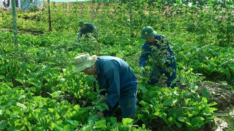 Cán bộ, nhân viên Đội Công binh số 3 sáng tạo làm nên những vườn rau xanh tốt giữa lòng chảo khô cằn châu Phi. Ảnh: Đội Công binh số 3 cung cấp.