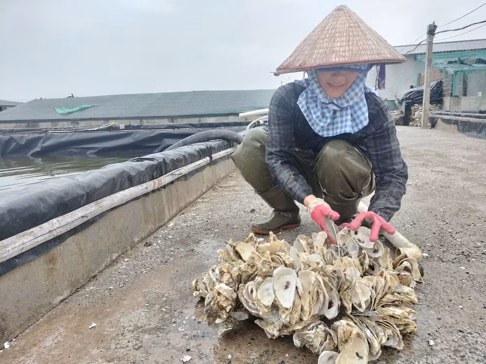 Nuôi hàu giống đang là hướng đi mang lại hiệu quả kinh tế cao. Ảnh: VĂN LÚA