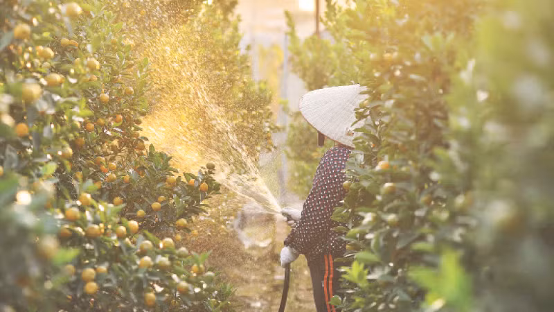 Làng quất Tứ Liên vào vụ Tết