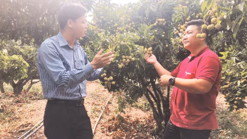 Vùng chuyên canh nhãn hữu cơ tại Tây Ninh.
