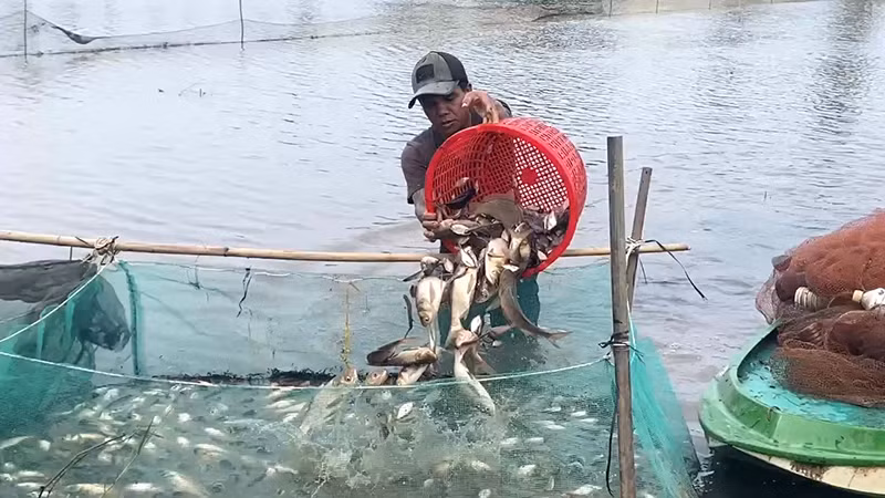 Người dân tỉnh Hậu Giang thu hoạch cá nuôi trong ruộng lúa.