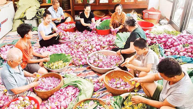 Nghề ướp trà sen đã góp phần làm nên thương hiệu du lịch quận Tây Hồ.