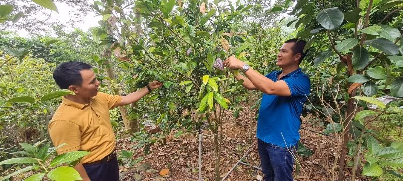 Ông Trịnh Hoàng Trọng (bên phải) chăm sóc nho thân gỗ và trà hoa vàng.