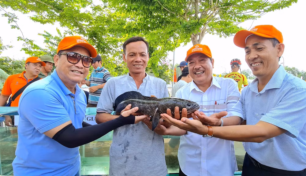 Con cá lóc tự nhiên to nhất được ông Diễn (không đội nón) bắt được dưới tán rừng tràm U Minh Hạ nặng gần 2,8kg.