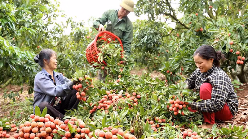 Năm 2023, trái vải thiều đã sẵn sàng lên đường “xuất ngoại”.