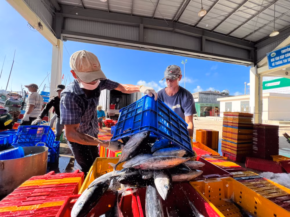 Ngư dân Quảng Ngãi trúng đậm sau chuyến đi biển đầu năm. (Ảnh: Thanh Nhật)