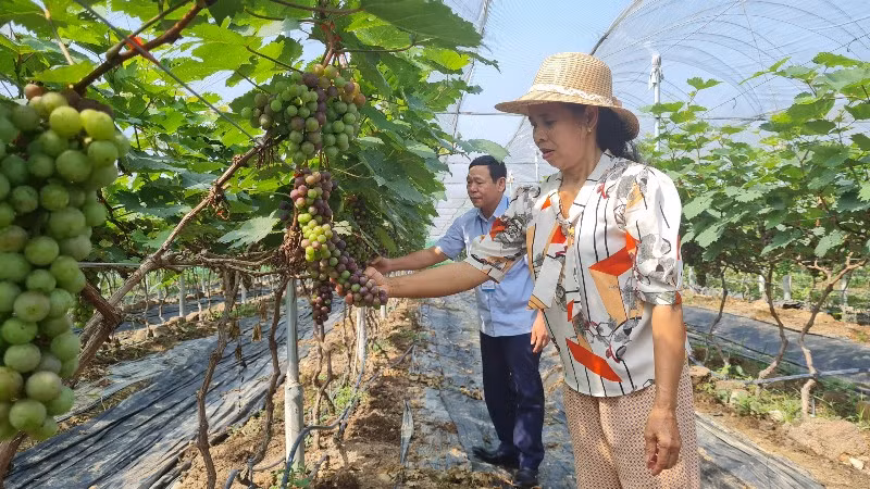 Trang trại nho Hạ Đen của bà Nguyễn Thị Hương.